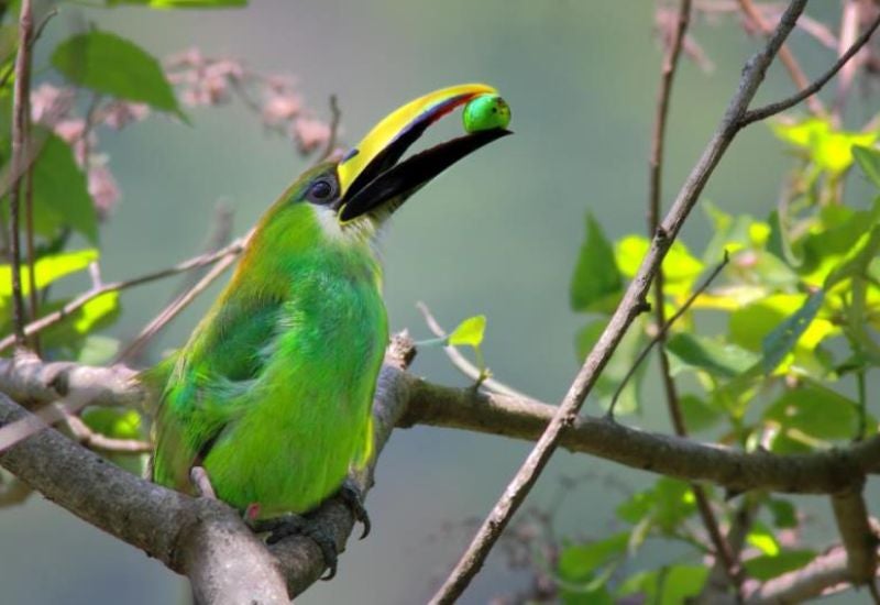 Parque La Tigra Honduras