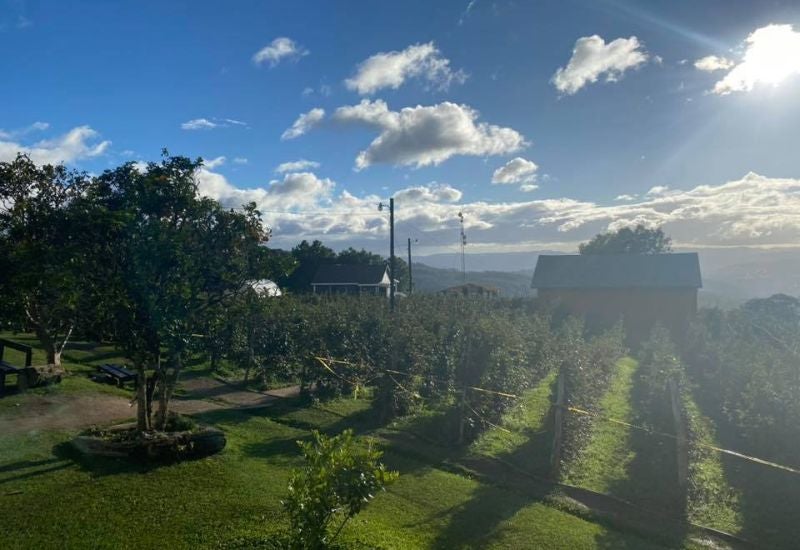 Finca La Cantadora Honduras
