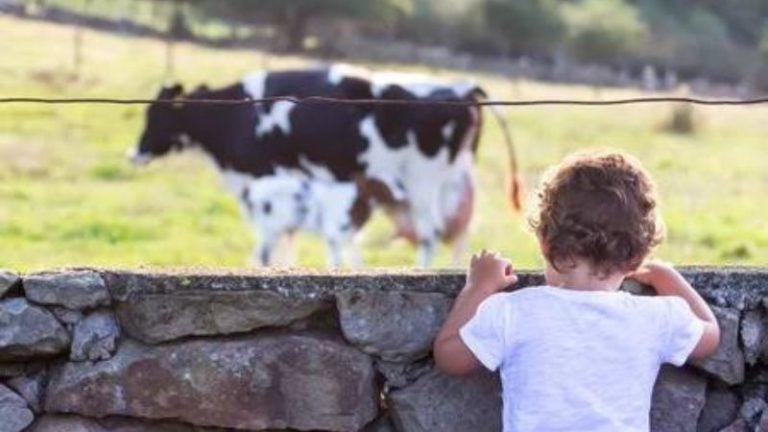 Un niño de tres años muere arrastrado por una vaca en Olancho