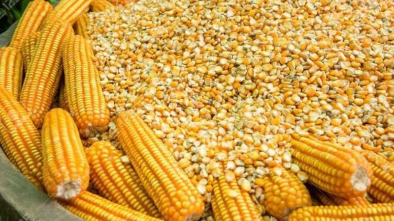 Aumento de maíz