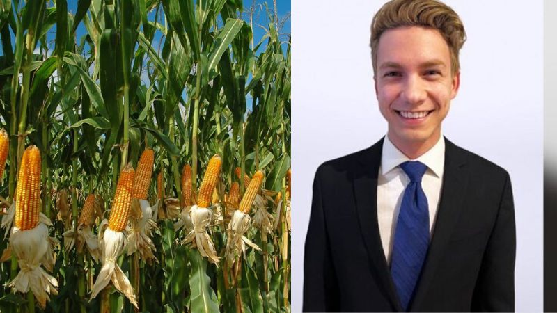 Estudio genética del maíz