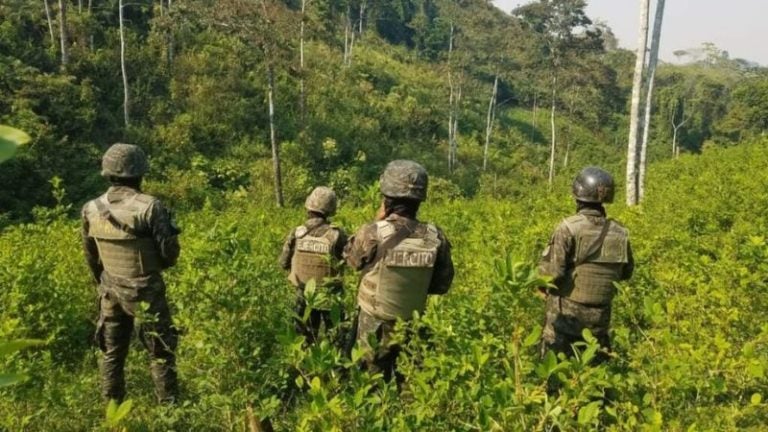 destruyen plantación de cocaína en Olancho