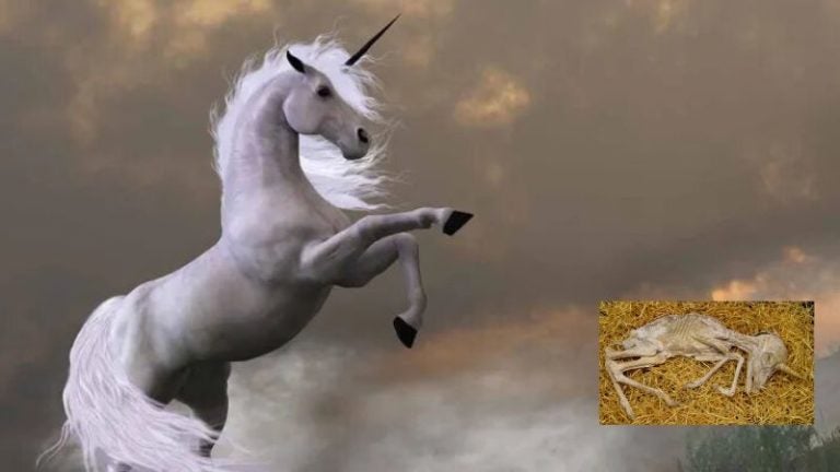 Fósil de unicornio