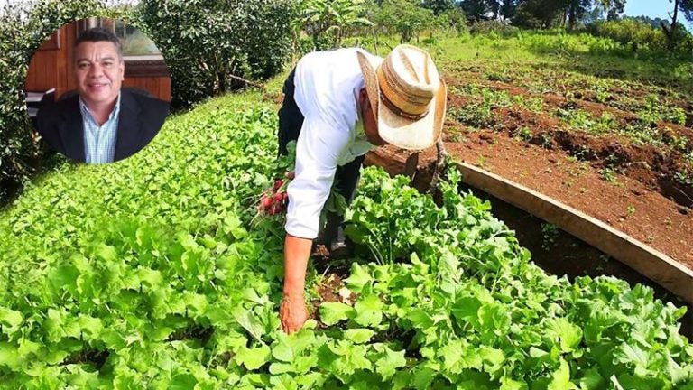 Banadesa dispone de L700 millones para la agricultura y ganadería