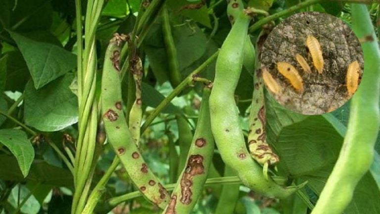 Plaga de trips amenaza cosecha de frijol en Catacamas, Olancho