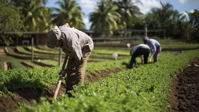 FENAGH recomienda aumentar producción para vender alimentos a China