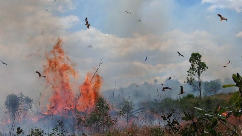 Los halcones australianos que propagan incendios para alimentarse.