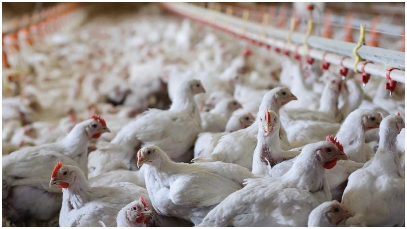 Aumento precio del pollo en Honduras