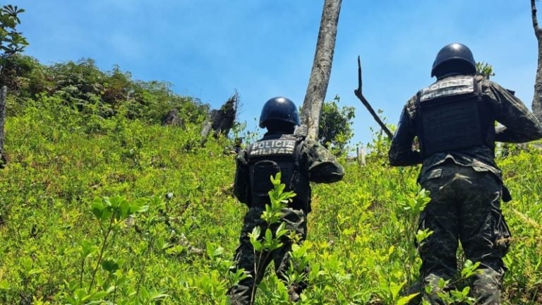 15 mil plantas en un vivero de coca Atlántida