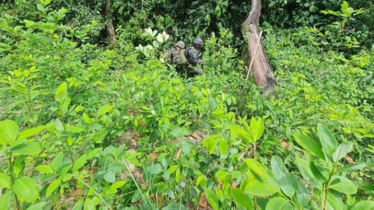 PLANTACIÓN COCA OLANCHO