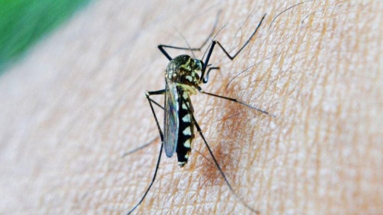 Costa Rica detecta brote de malaria en la región del Caribe