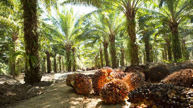 Productores aceite palma garantías