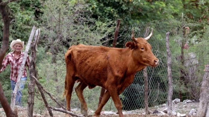 vacas muertas hambruna Choluteca