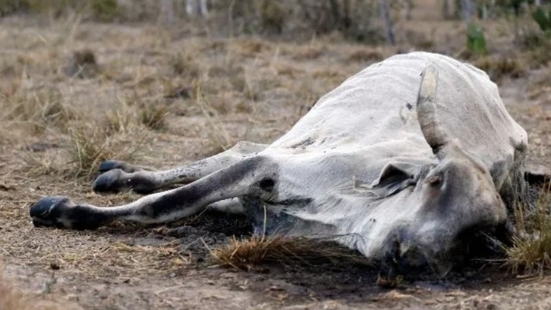 Vacas sequía