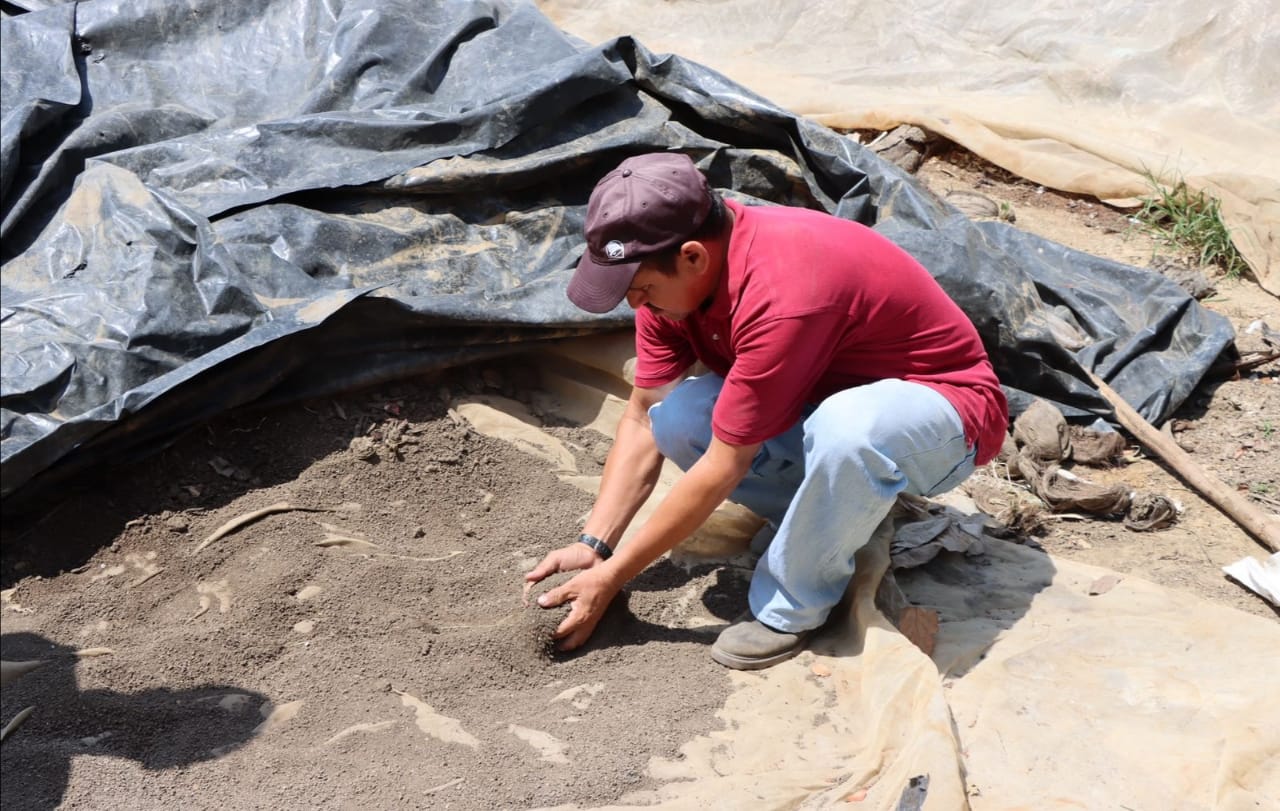 Reforestan bulevar Mackay