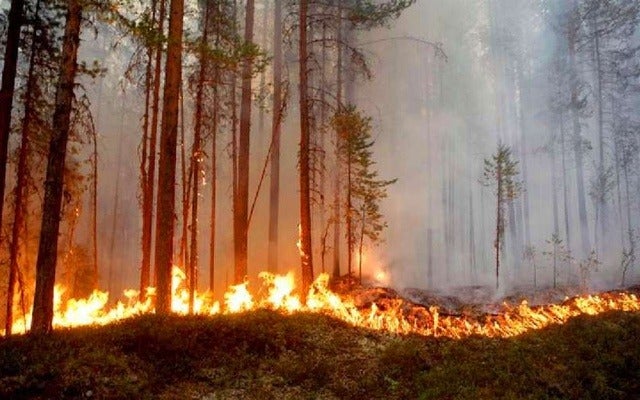 ICF capturas incendios forestales