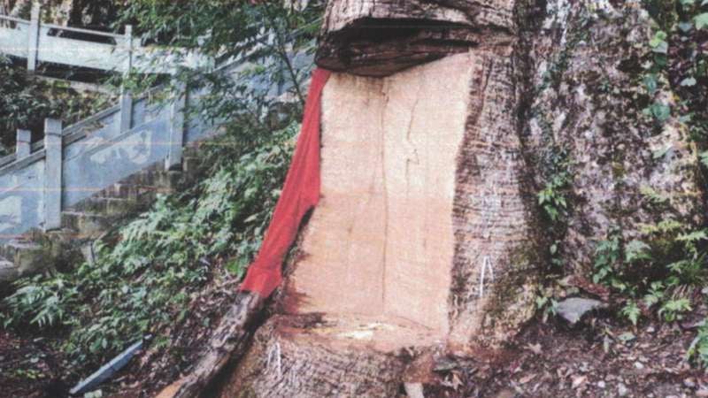 Personas que dañaron árbol en China