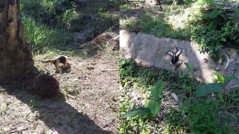 Oso hormiguero en Colón