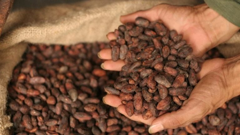 Precio del cacao rompe récord y Honduras aprovecha esta brecha