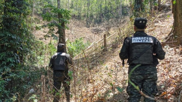 Aseguran terreno con unos 31 mil arbustos de hoja de coca en Colón