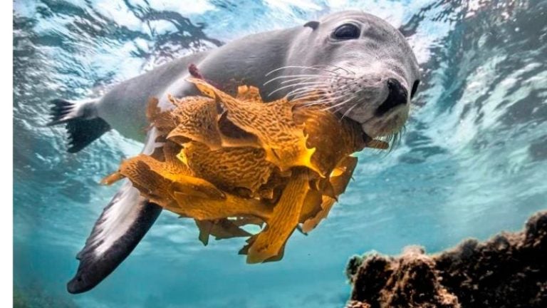 Fotógrafos ofertan imágenes en pro de la conservación del océano