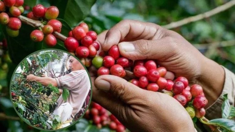 Caficultores denuncian que se están quedando con el café