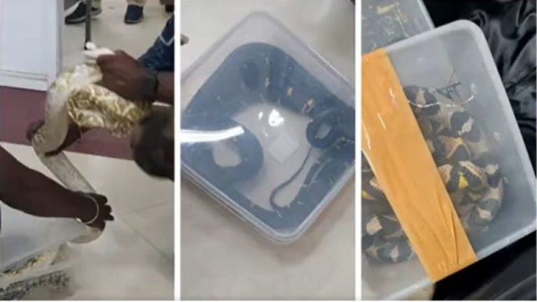 Detienen a mujer que viajó en avión con 22 serpientes en su equipaje