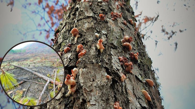Brote de gorgojo descortezador ataca los bosques de pino en Honduras