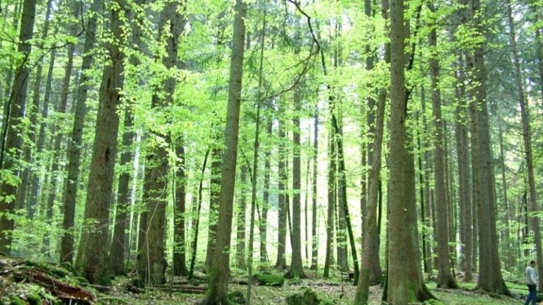 bonos de carbono Honduras