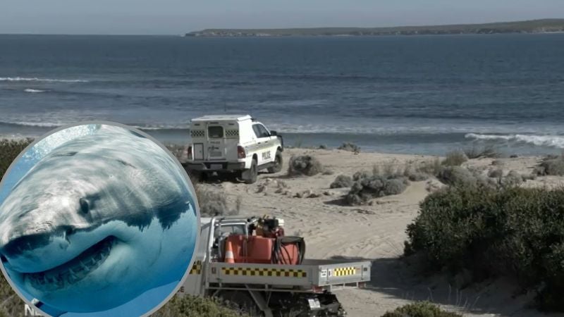 Hombre es dado por muerto al ser atacado por tiburón en Australia