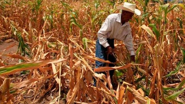 Pronostican intensa canícula que amenaza la cosecha de granos básicos