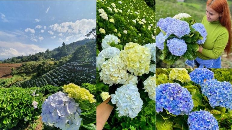 Plantación hortensias Merendón