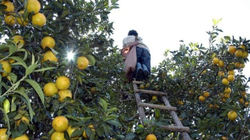 Escasez de naranjas en Honduras