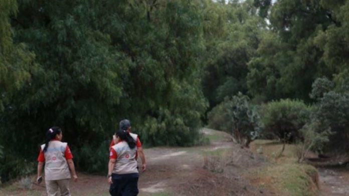 Lanzan alerta por gorila que deambula en poblado mexicano