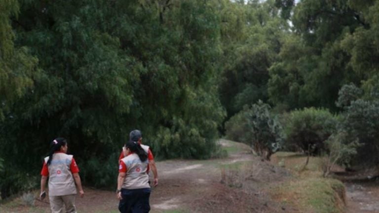 Lanzan alerta por gorila que deambula en poblado mexicano