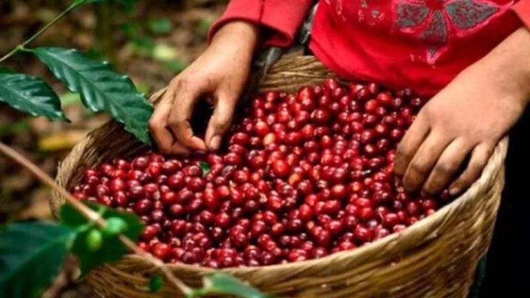 Honduras prevé exportar 7.2 millones de quintales de café en 2023