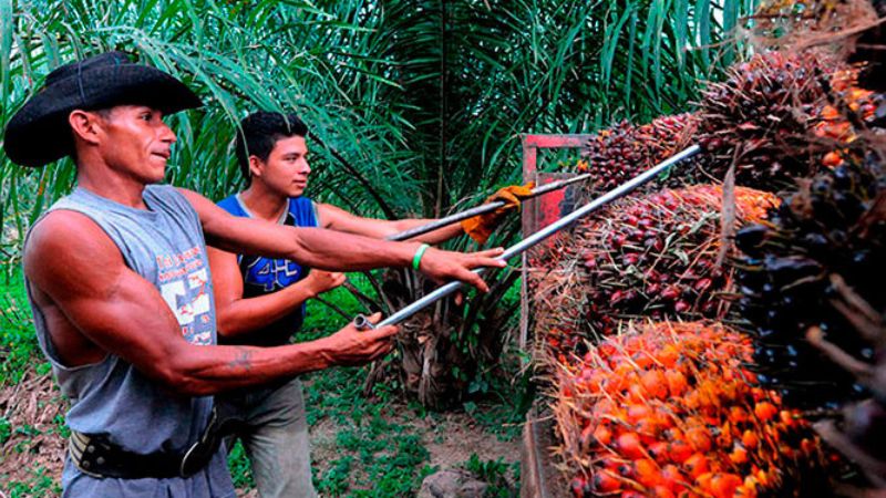 Exportación de aceite de palma