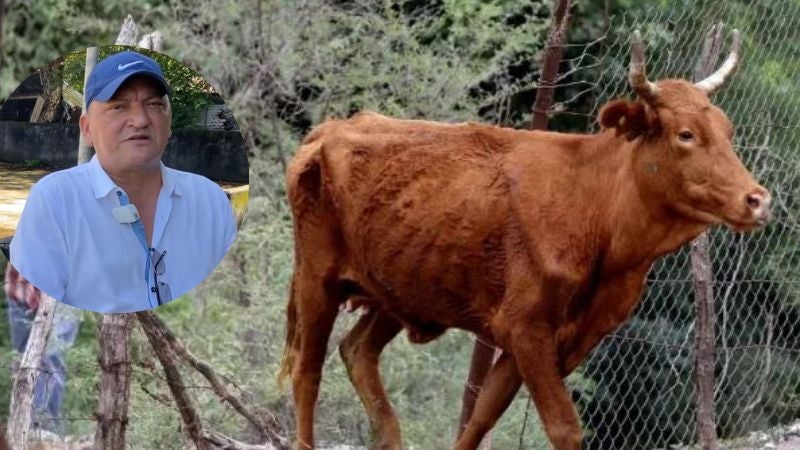 Alcalde de Pespire (FM) exige ayuda por muerte de ganado por sequia