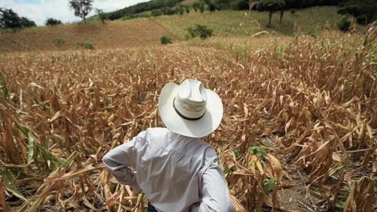 Peligra seguridad alimentaria de Honduras por sequía de “El Niño”