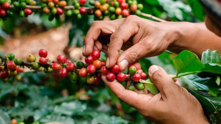 Exportación de café sube a 4 %, pero bajan los ingresos a 12 %