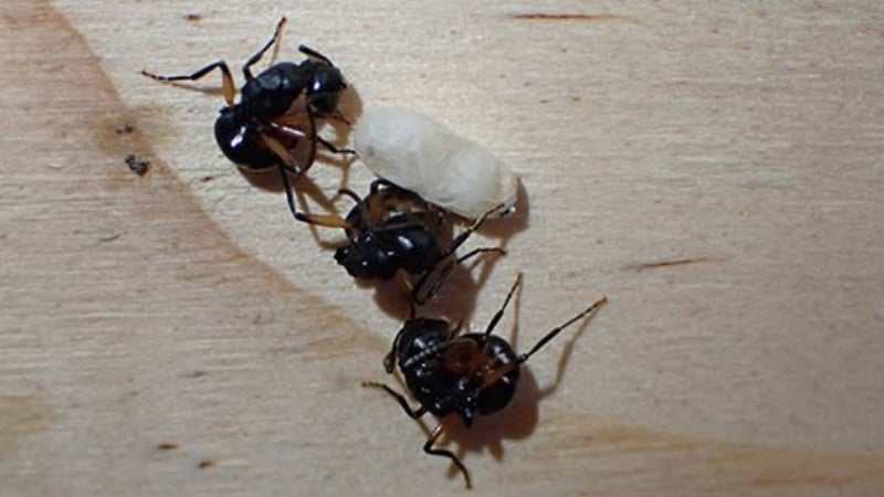 hormigas se hacen las muertas