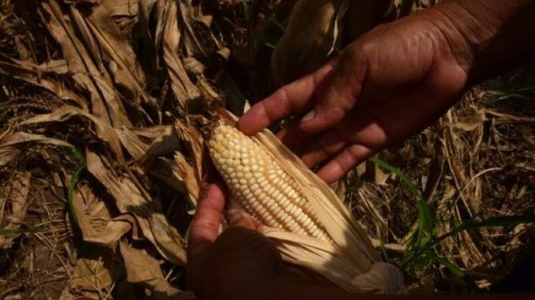 El Niño Honduras alerta la ONU