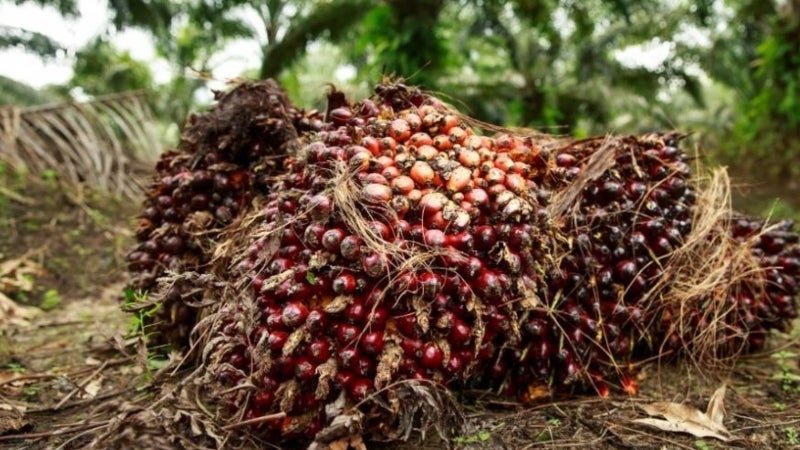 Honduras productores de aceite de palma
