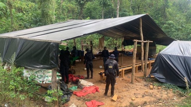 Aseguran plántulas de coca Patuca