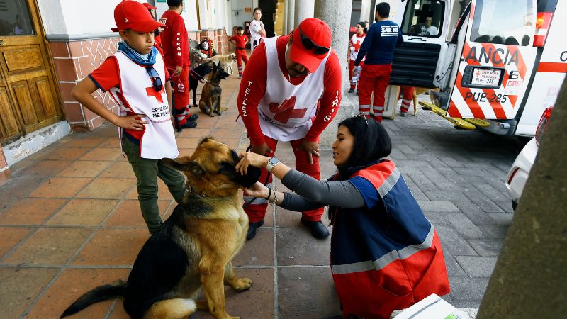 perros mexicanos entrenan salvar