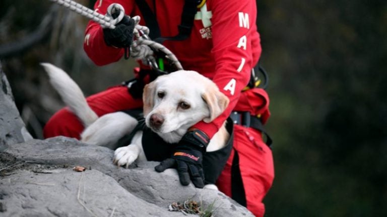 Conozca al escuadrón de perros que se entrenan para salvar vidas