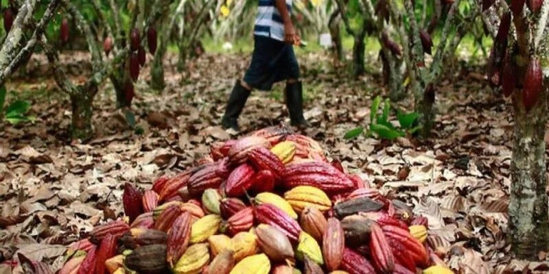 El Niño producción cacao Olancho 50%