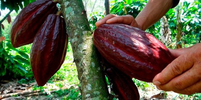 El Niño producción cacao Olancho 50%