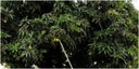 arbol-de-mango-4