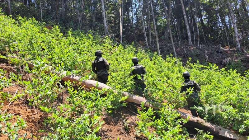 Localizan plantación de hojas de coca
